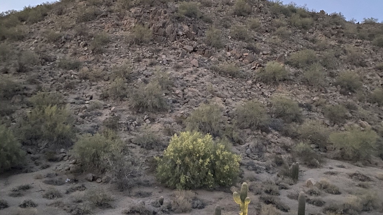 Photo of Outdoor in East Mesa