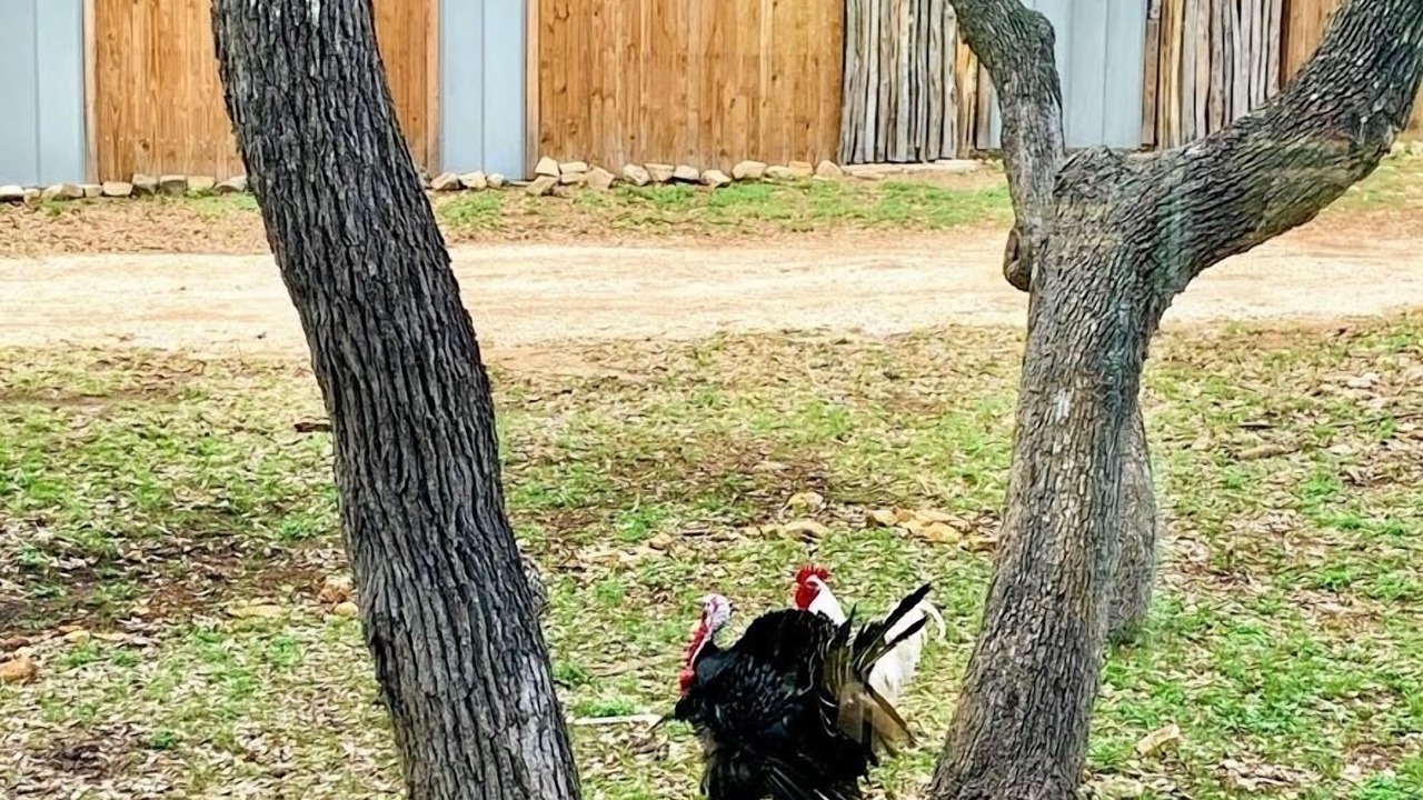 Photo of Outdoor in Boerne