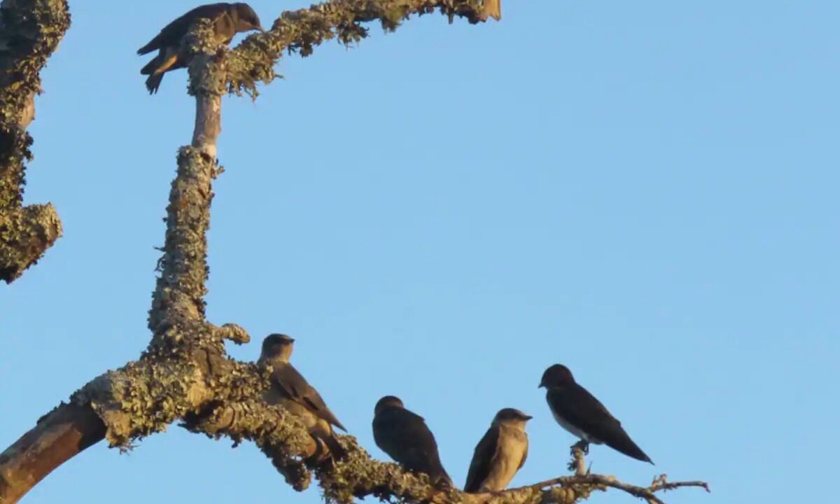Photo of Others in Boerne
