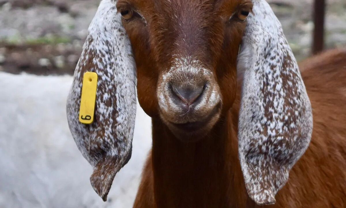 Photo of Others in Boerne