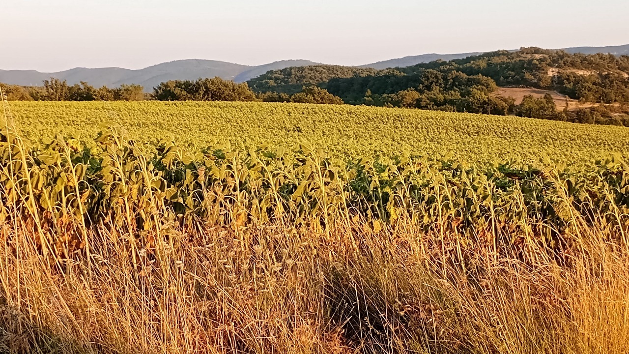 Photo of Others in Viens