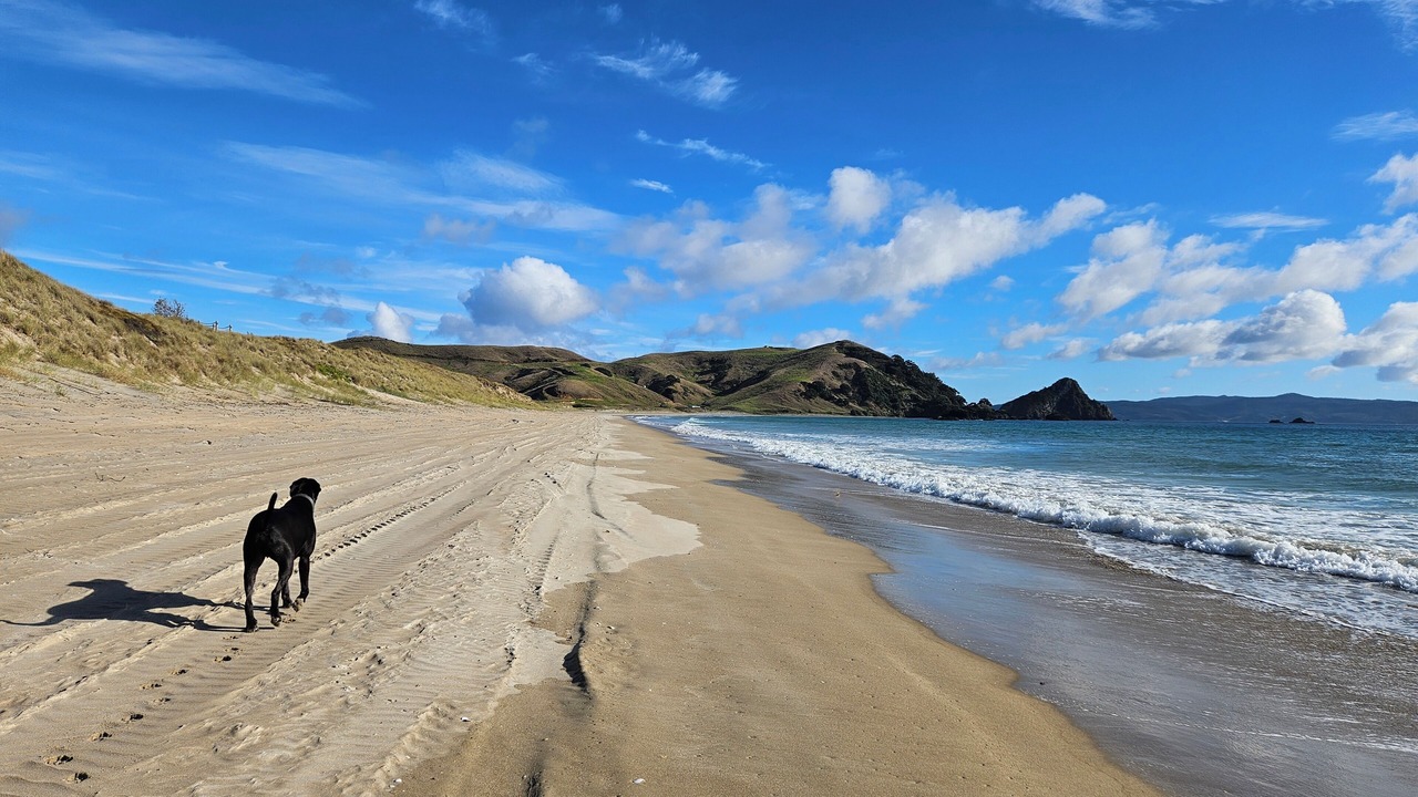 Photo of Others in Opito Bay