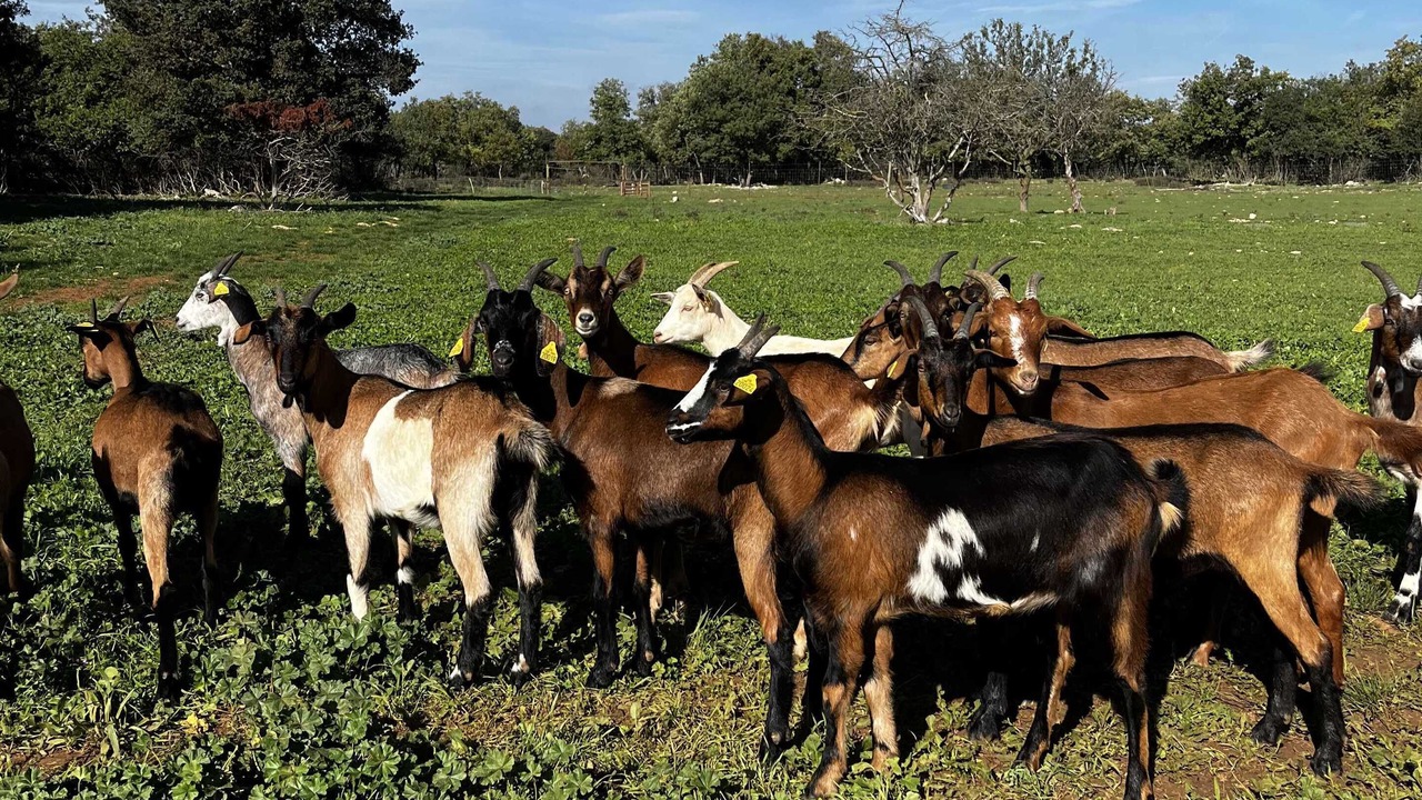 Photo of Outdoor in Gras