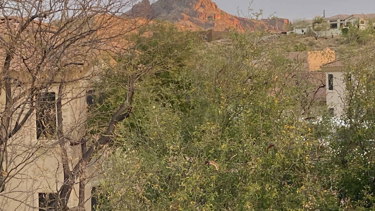 Photo of Others in Fountain Hills