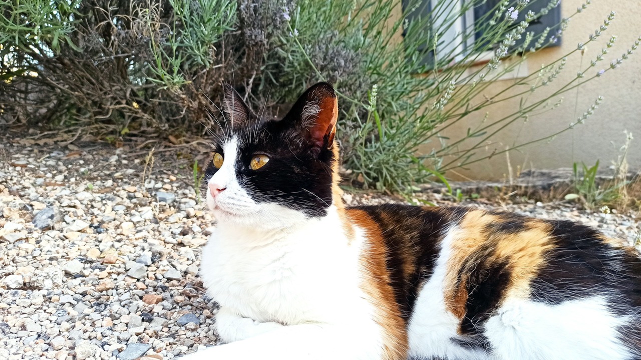 Photo of Outdoor in Pourcieux