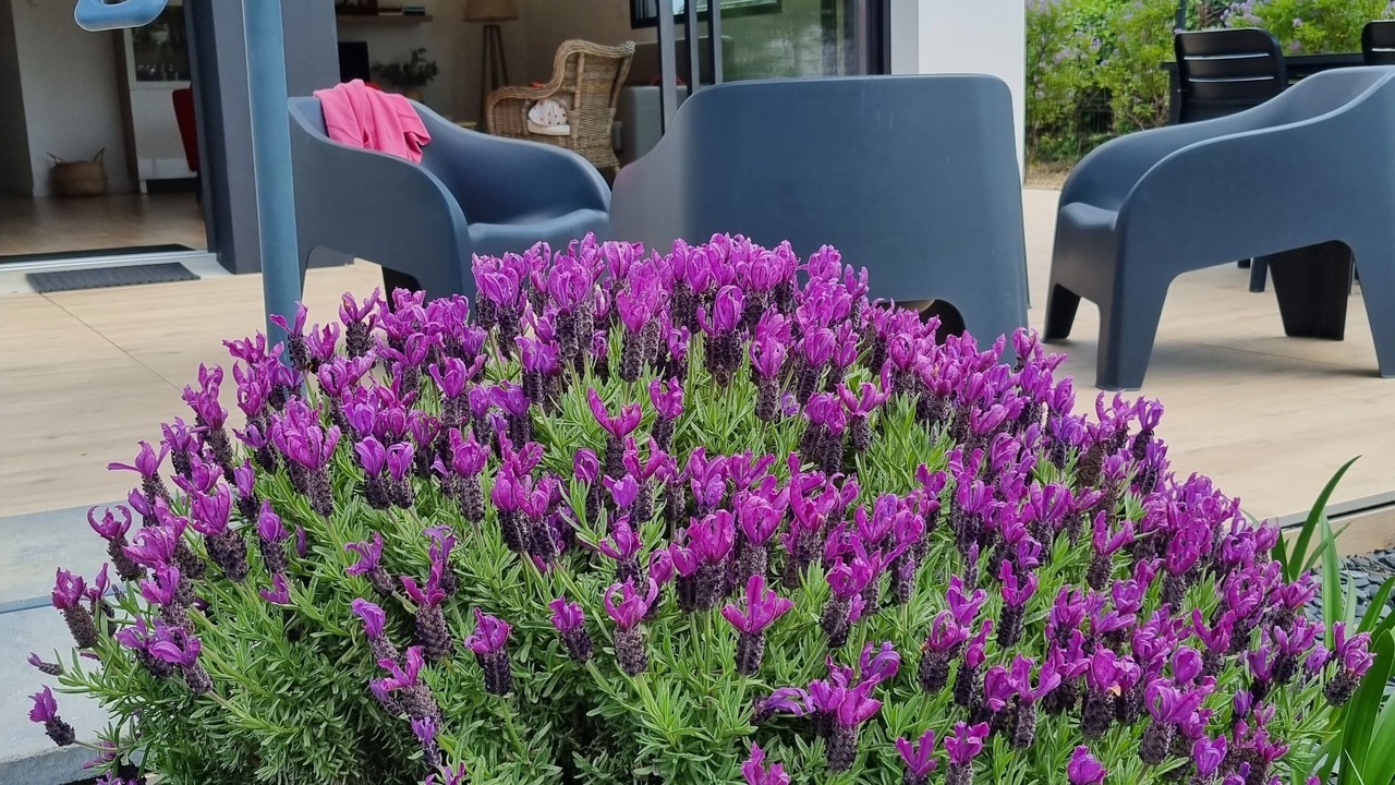 Photo of Patio Balcony in Trevignon