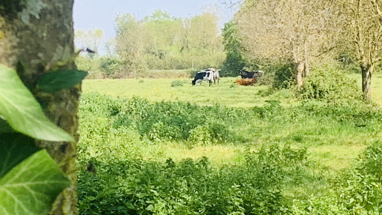 Photo of Outdoor in Saint-Jean-de-Liversay