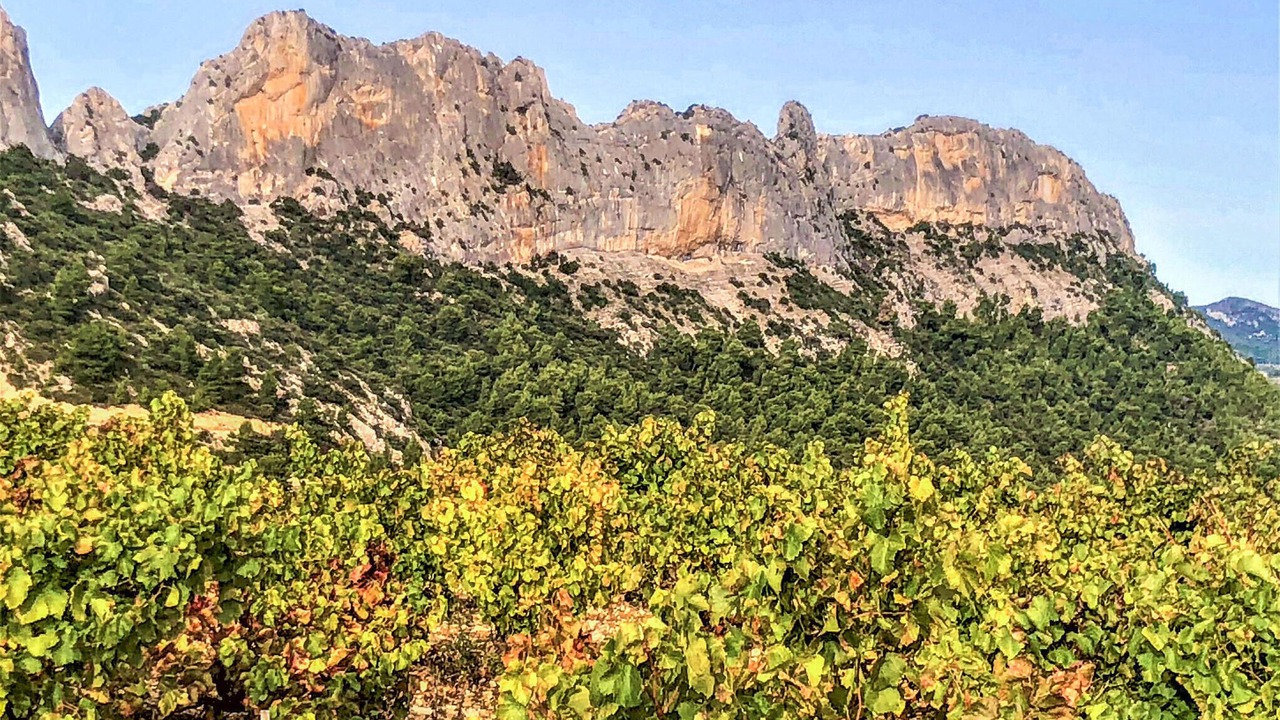 Photo of Others in Violes