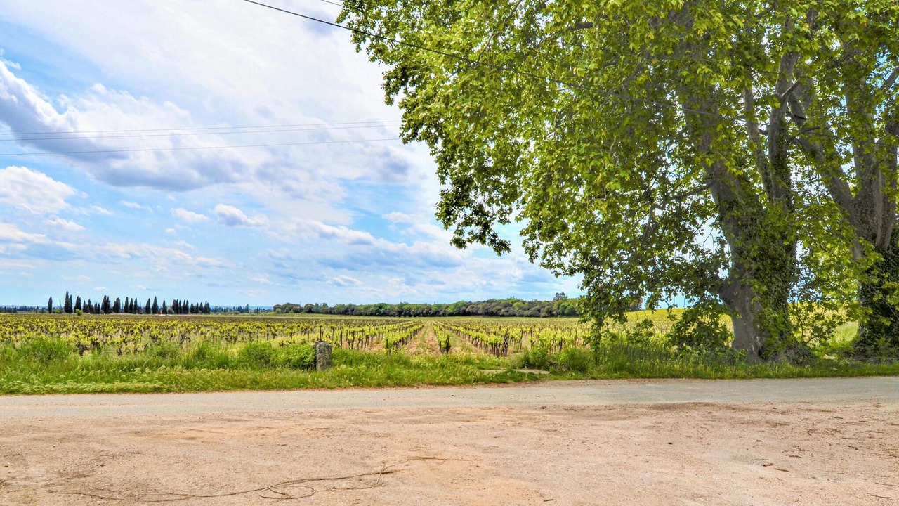 Photo of Others in Violes