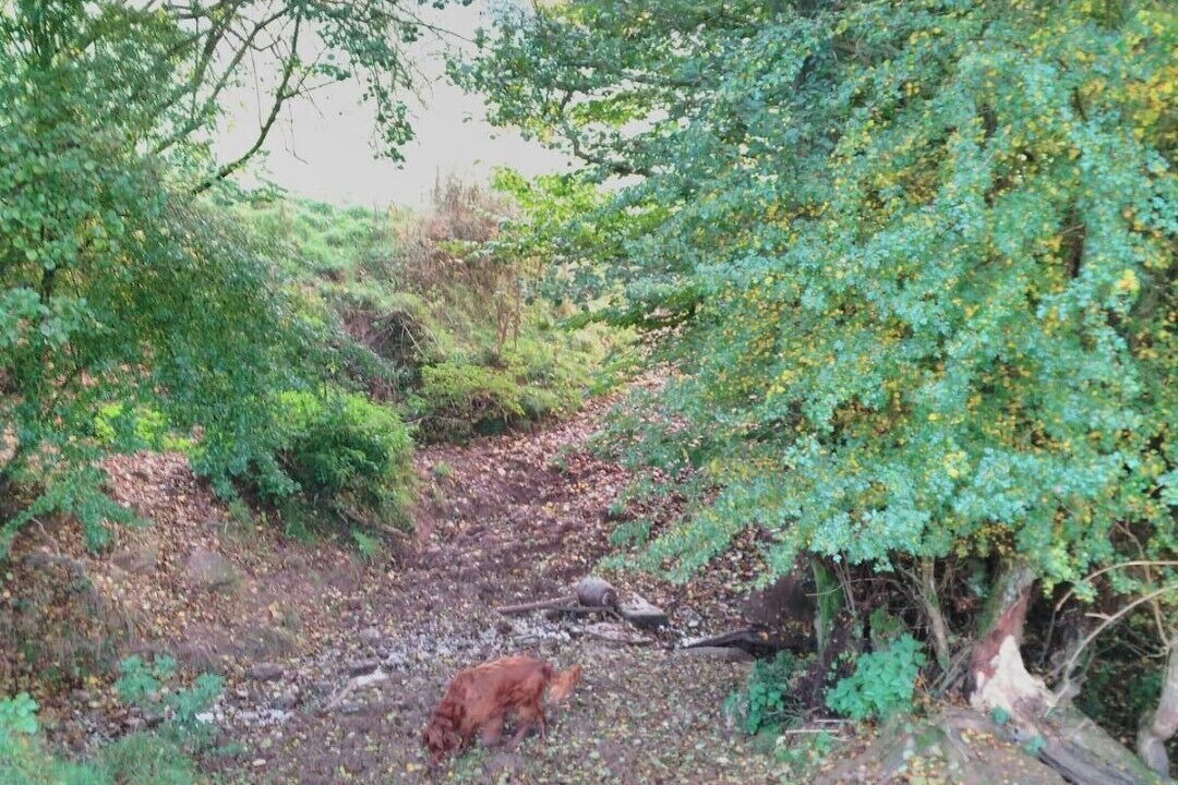 Photo of Others in Peterchurch