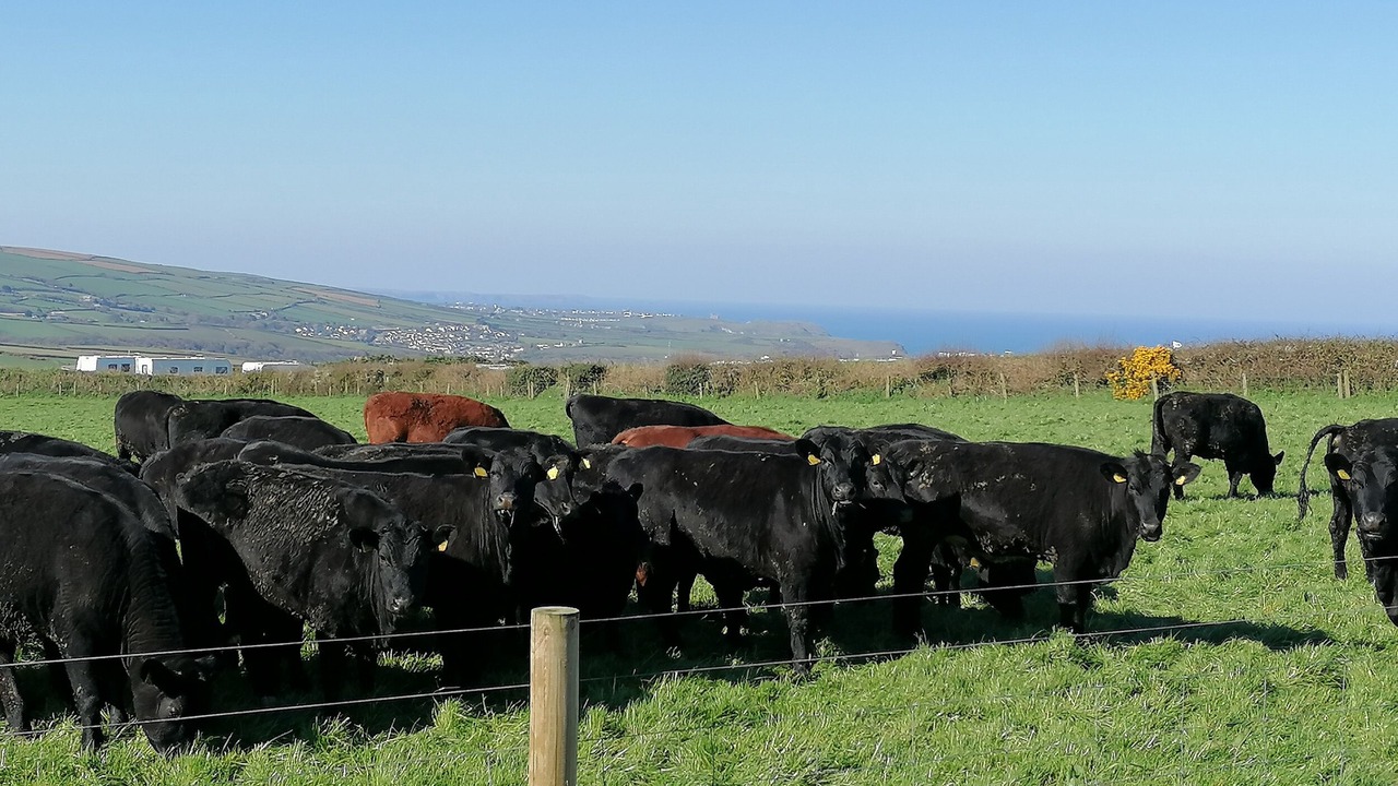 Photo of Others in Boscastle
