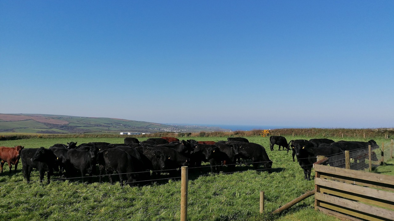 Photo of Outdoor in Boscastle