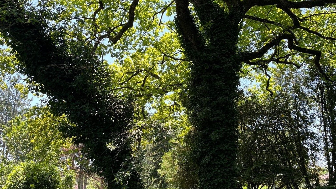 Photo of Outdoor in Caussade