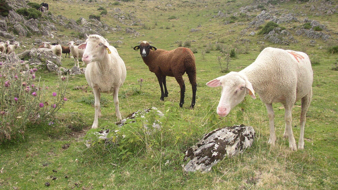 Photo of Others in Ardengost