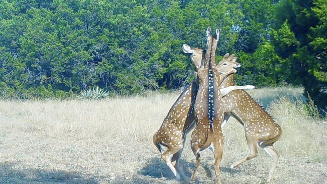 Photo of Outdoor in Gatesville