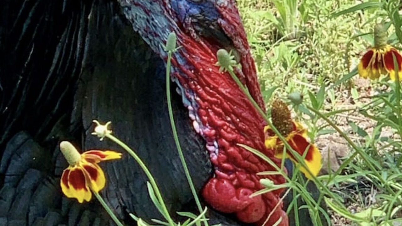 Photo of Outdoor in Gatesville