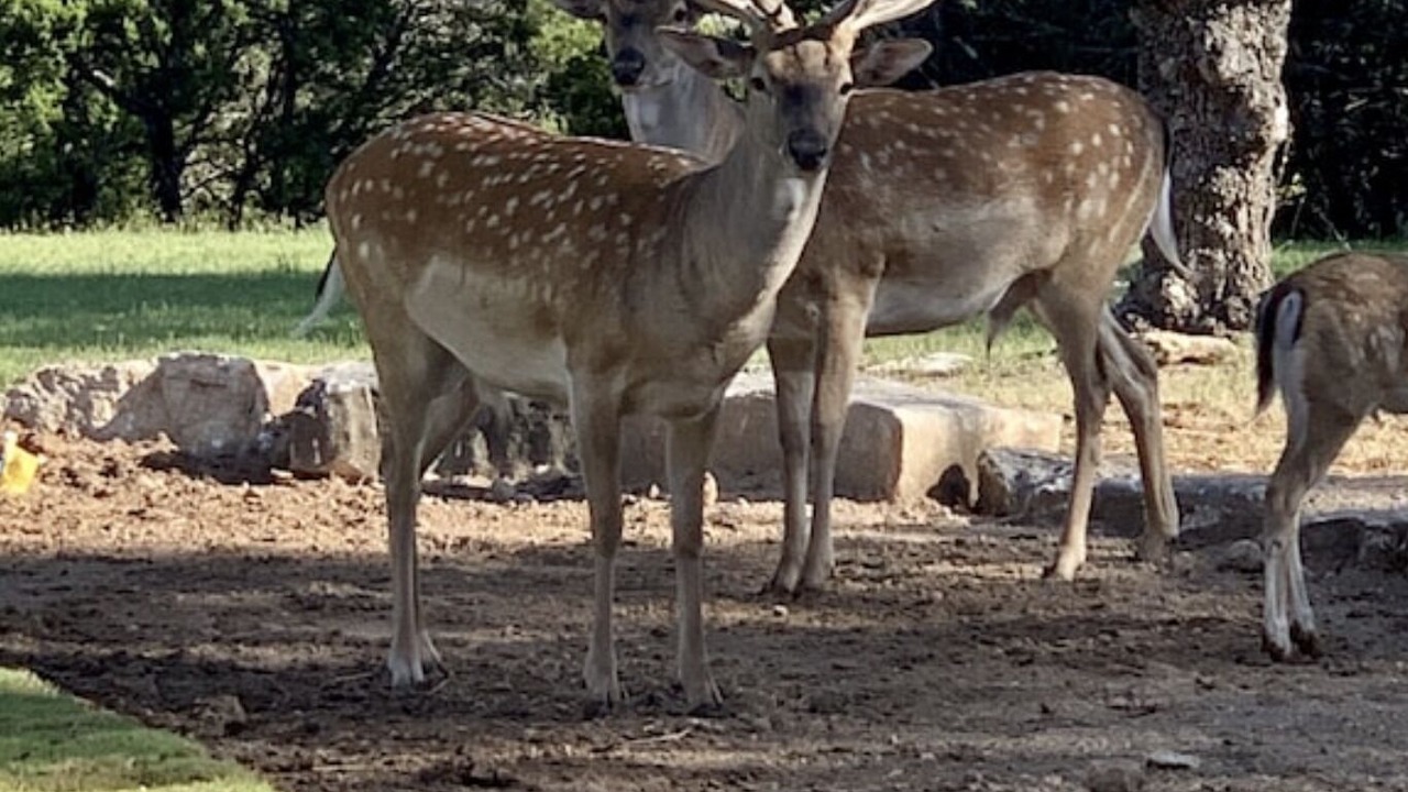 Photo of Others in Gatesville