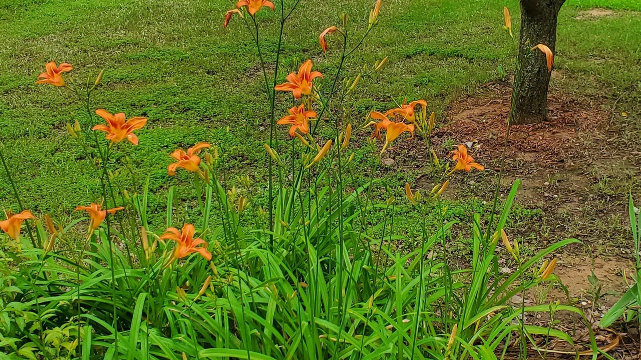 Photo of Outdoor in Milo