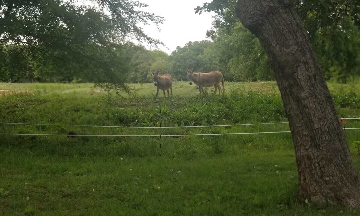 Photo of Outdoor in Milo