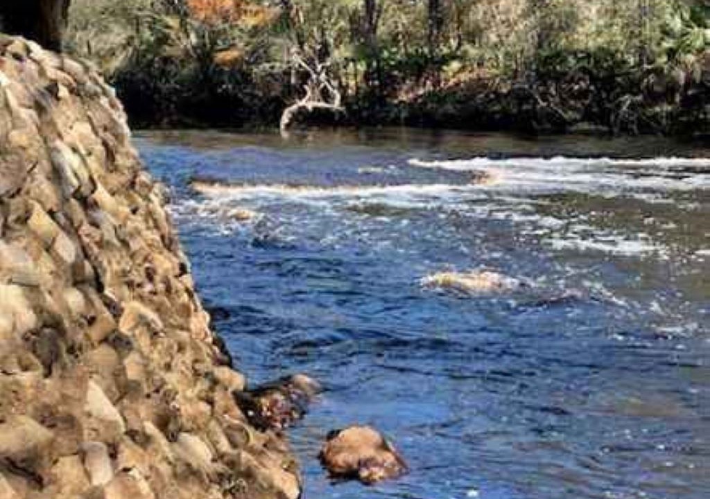 Photo of Others in Steinhatchee