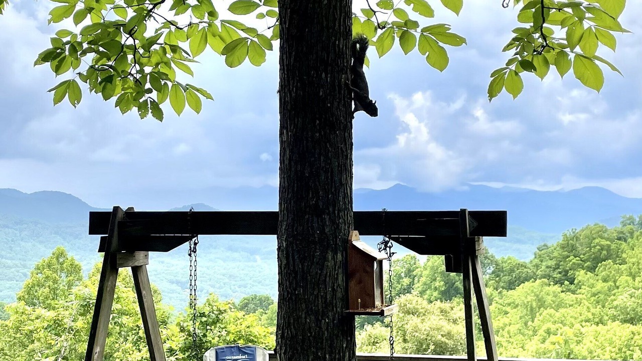 Photo of Others in Sylva