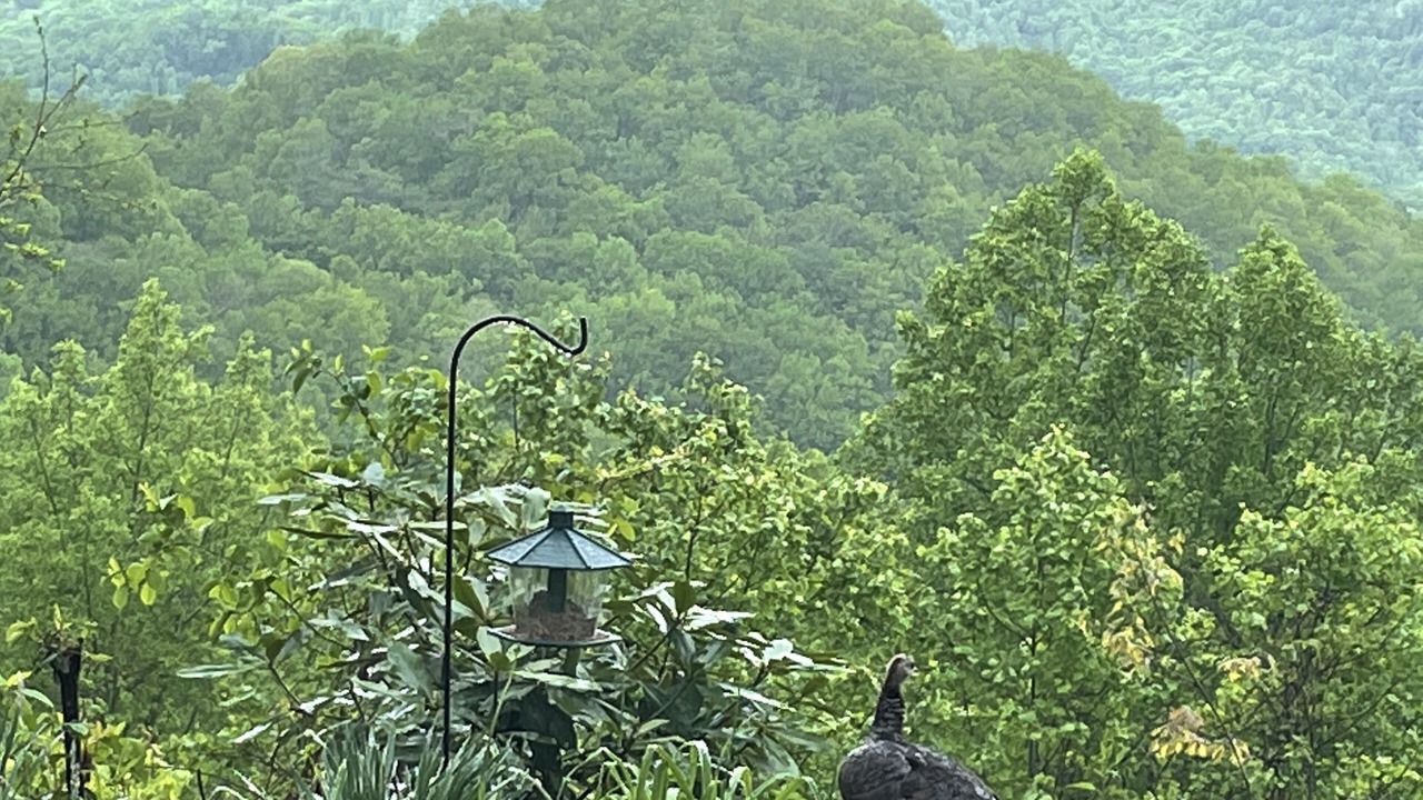 Photo of Others in Sylva