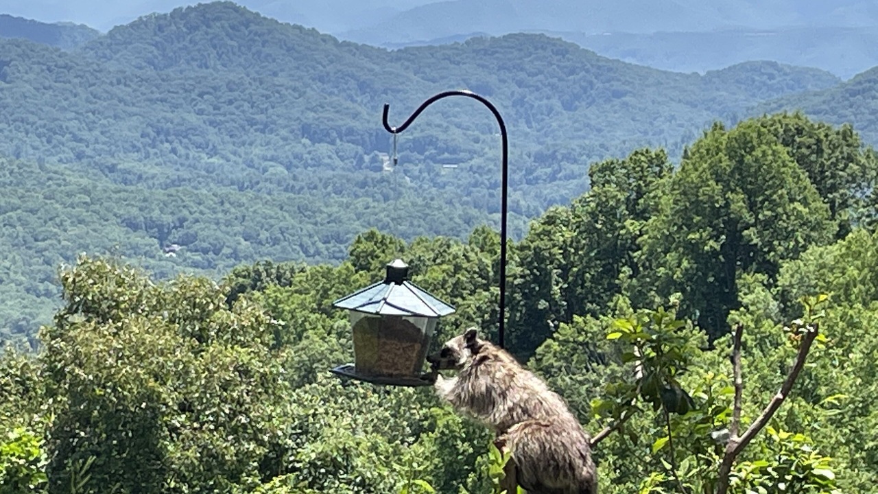 Photo of Others in Sylva