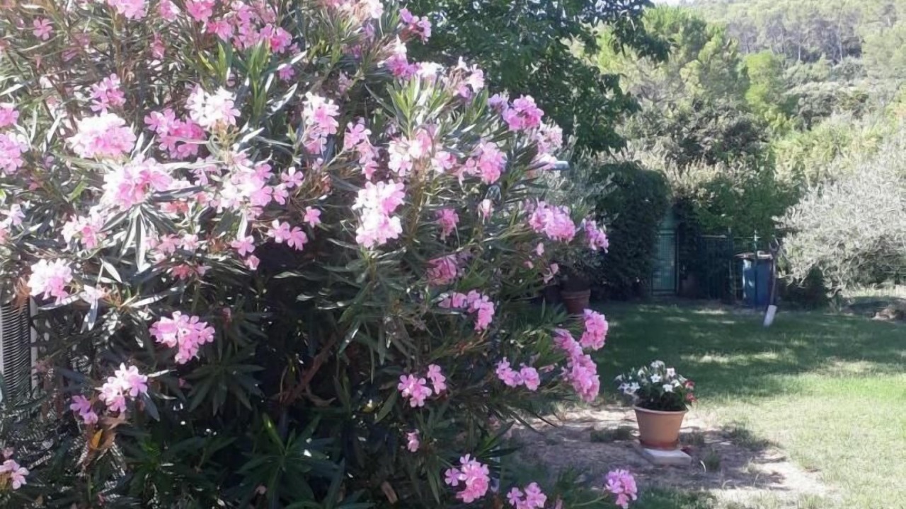Photo of Outdoor in Carnoules