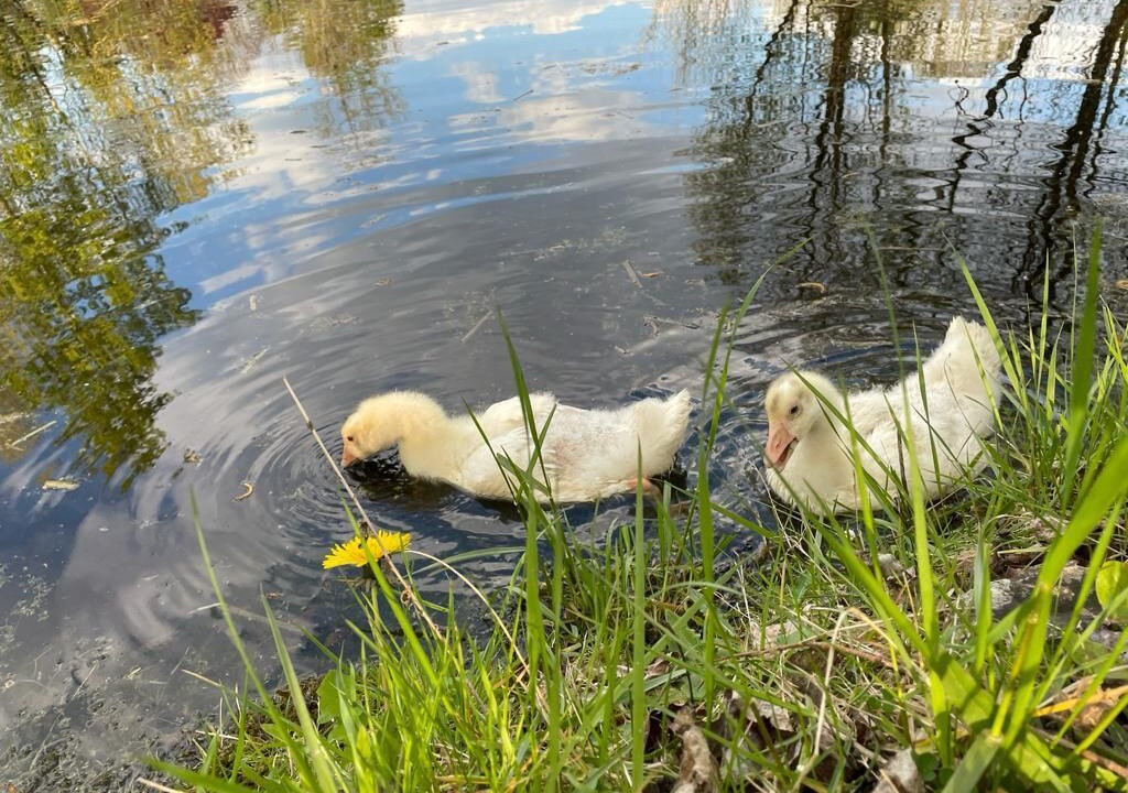 Photo of Outdoor in Avrille-les-Ponceaux