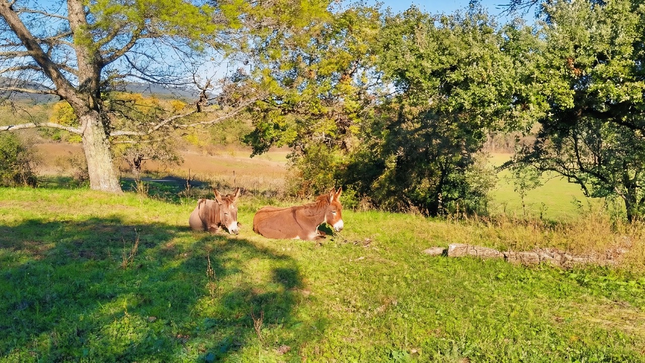Photo of Others in Rousson