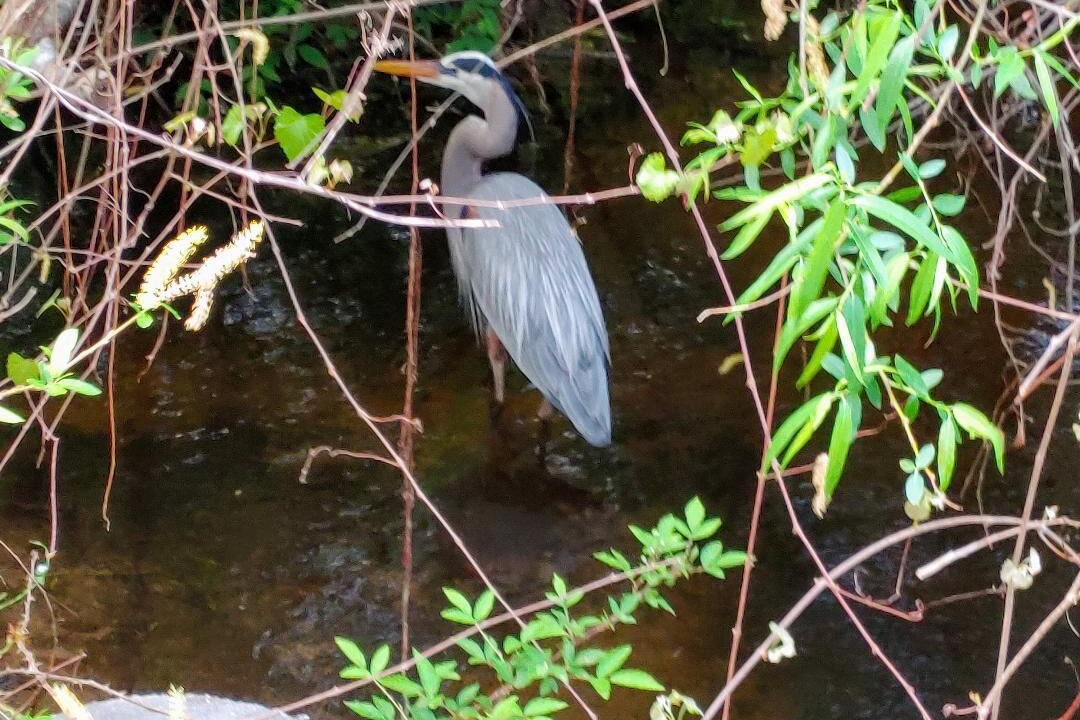 Photo of Outdoor in Palmetto Dunes