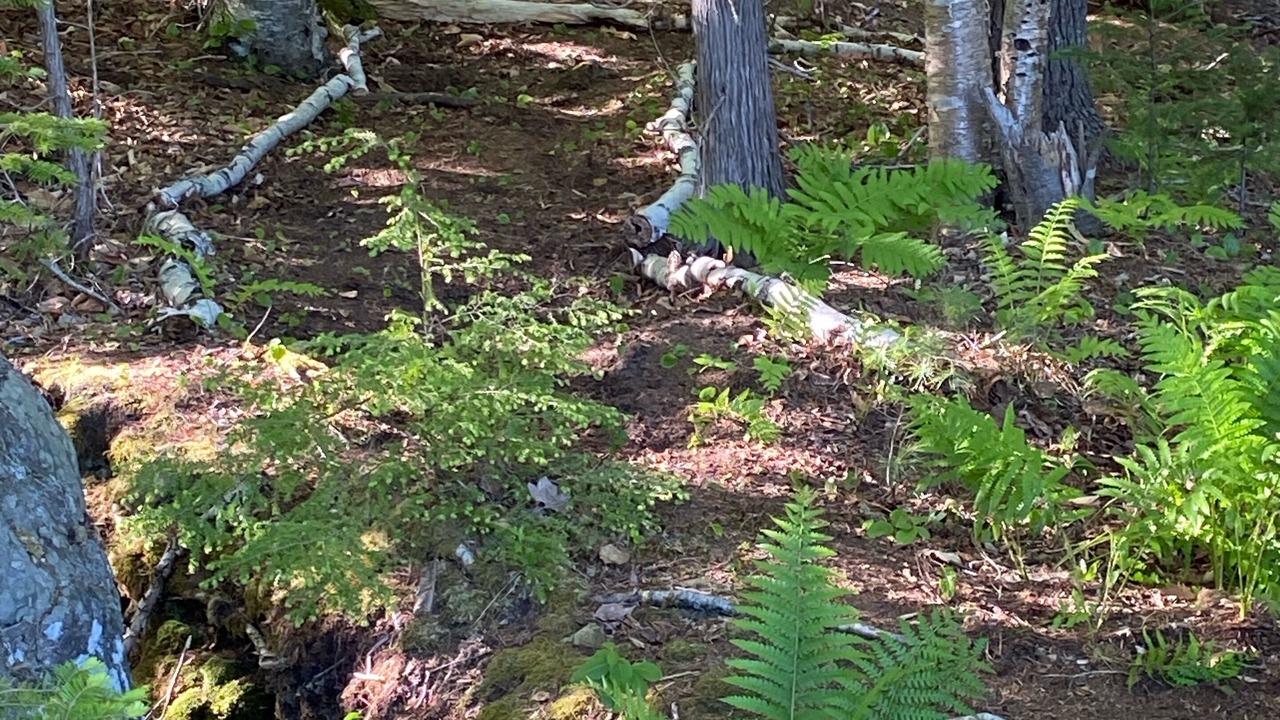 Photo of Others in Ellsworth