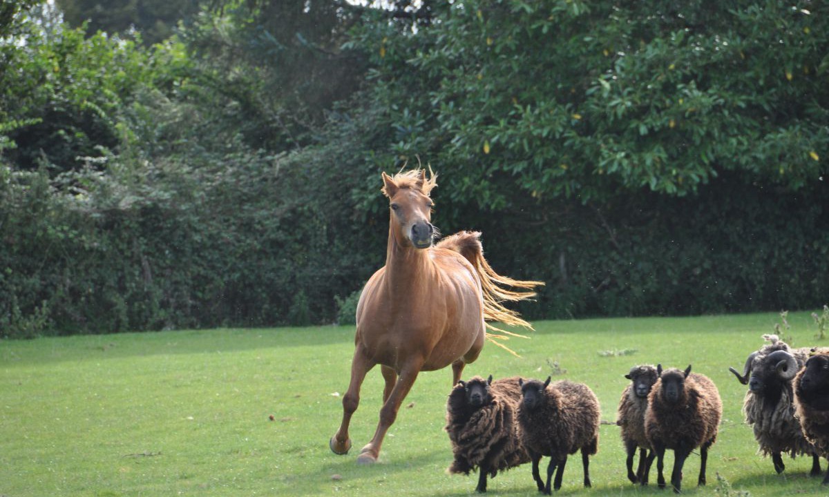 Photo of Others in Pleudaniel