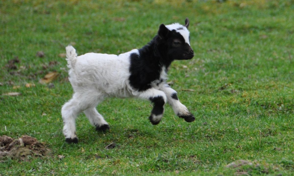 Photo of Others in Pleudaniel