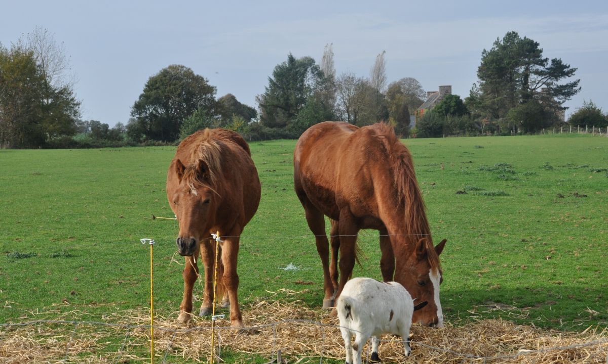 Photo of Outdoor in Pleudaniel