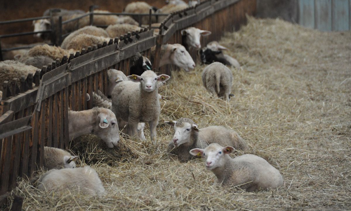 Photo of Others in Pleudaniel