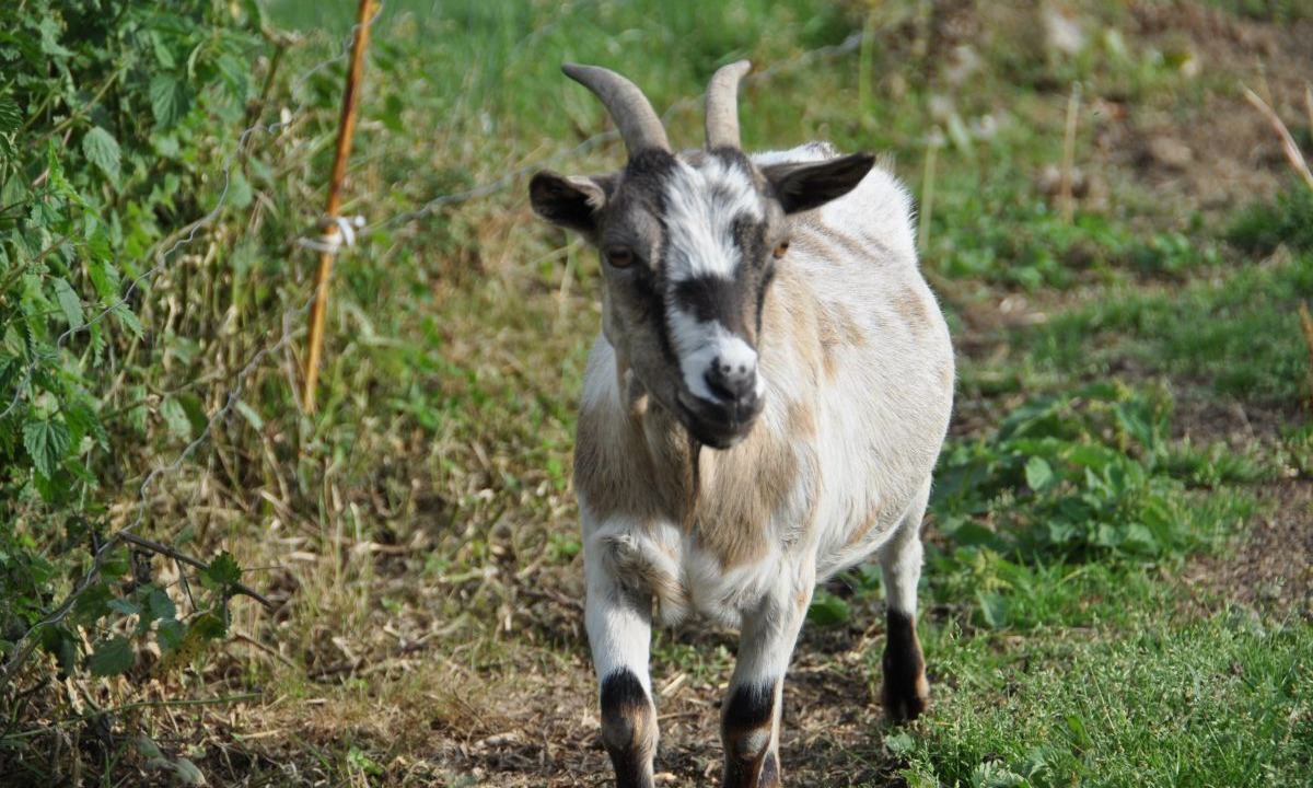 Photo of Others in Pleudaniel