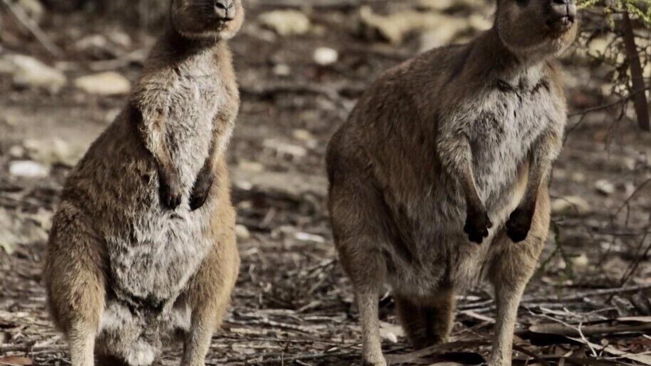 Photo of Outdoor in Kingscote