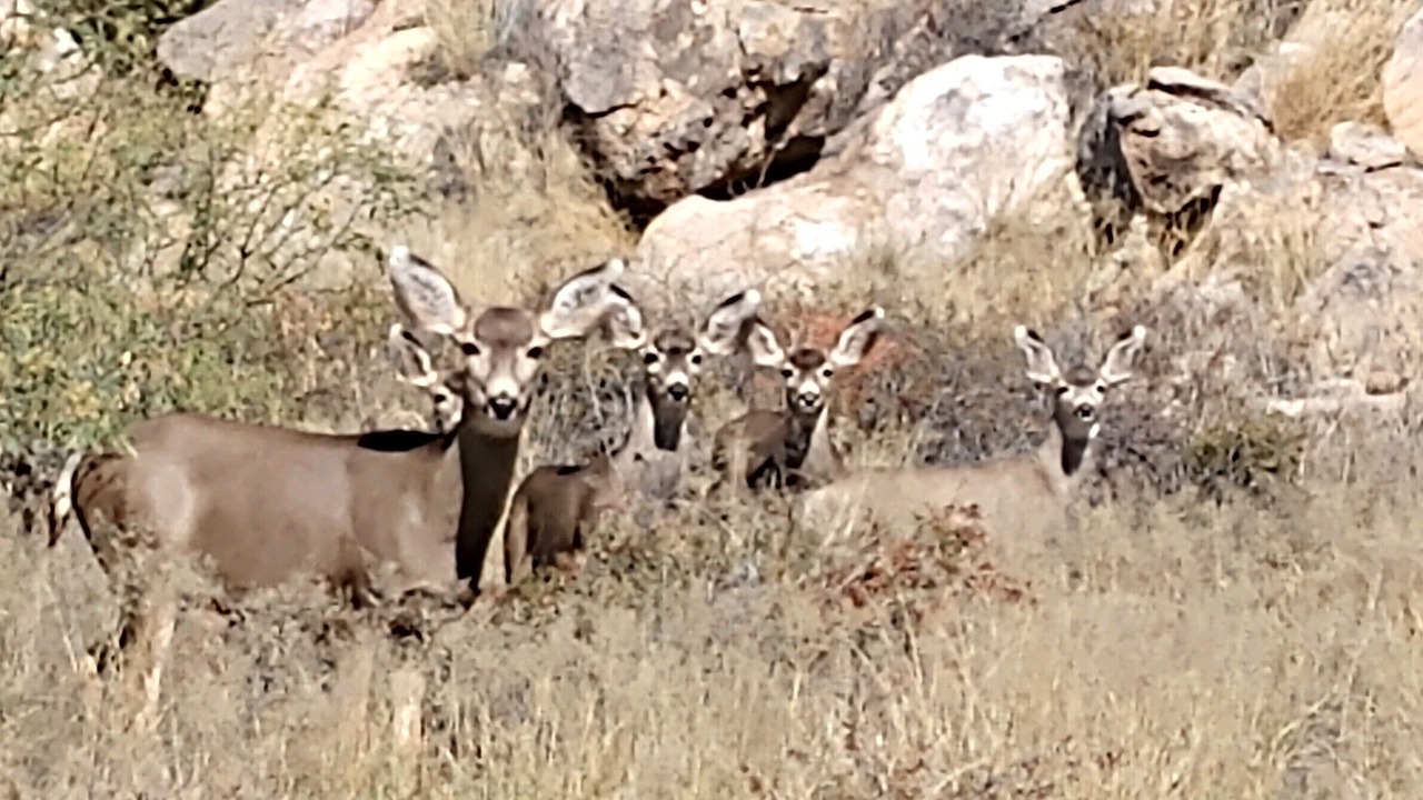 Photo of Outdoor in Dragoon