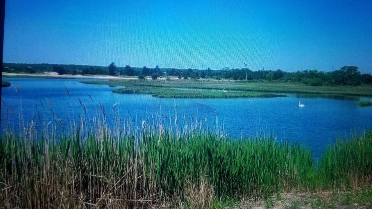 Photo of Others in Springs