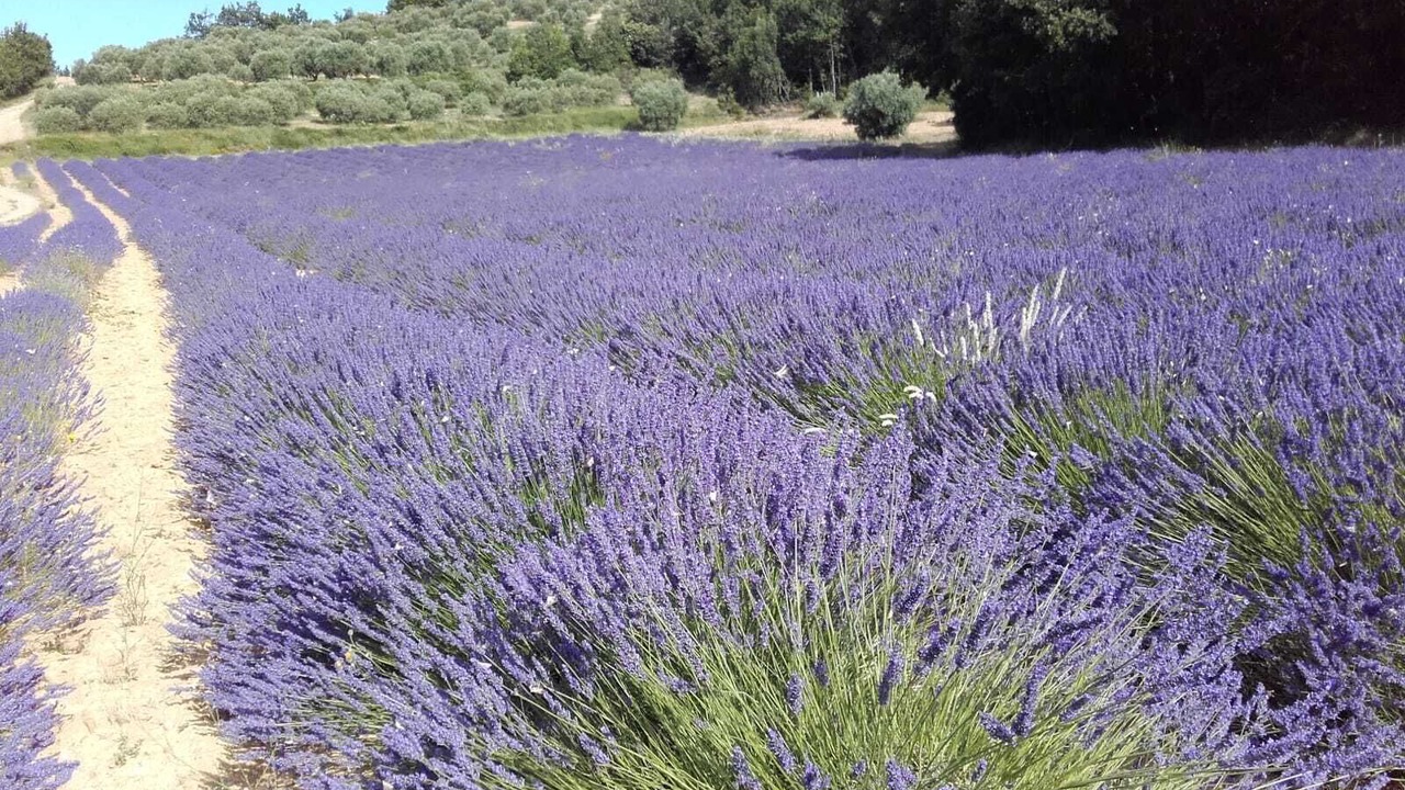 Photo of Outdoor in Estoublon