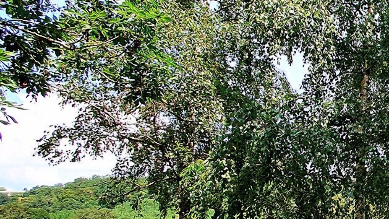 Photo of Others in Saint-Jean-de-Cole