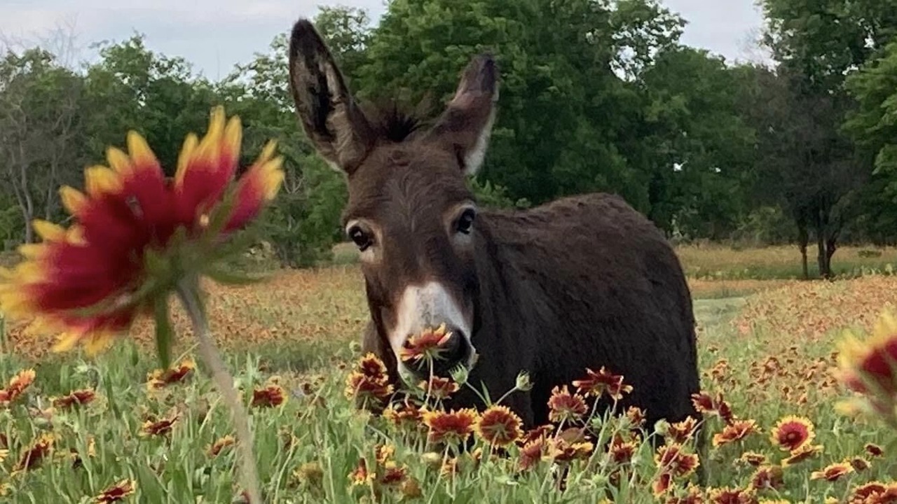 Photo of Outdoor in McLennan County