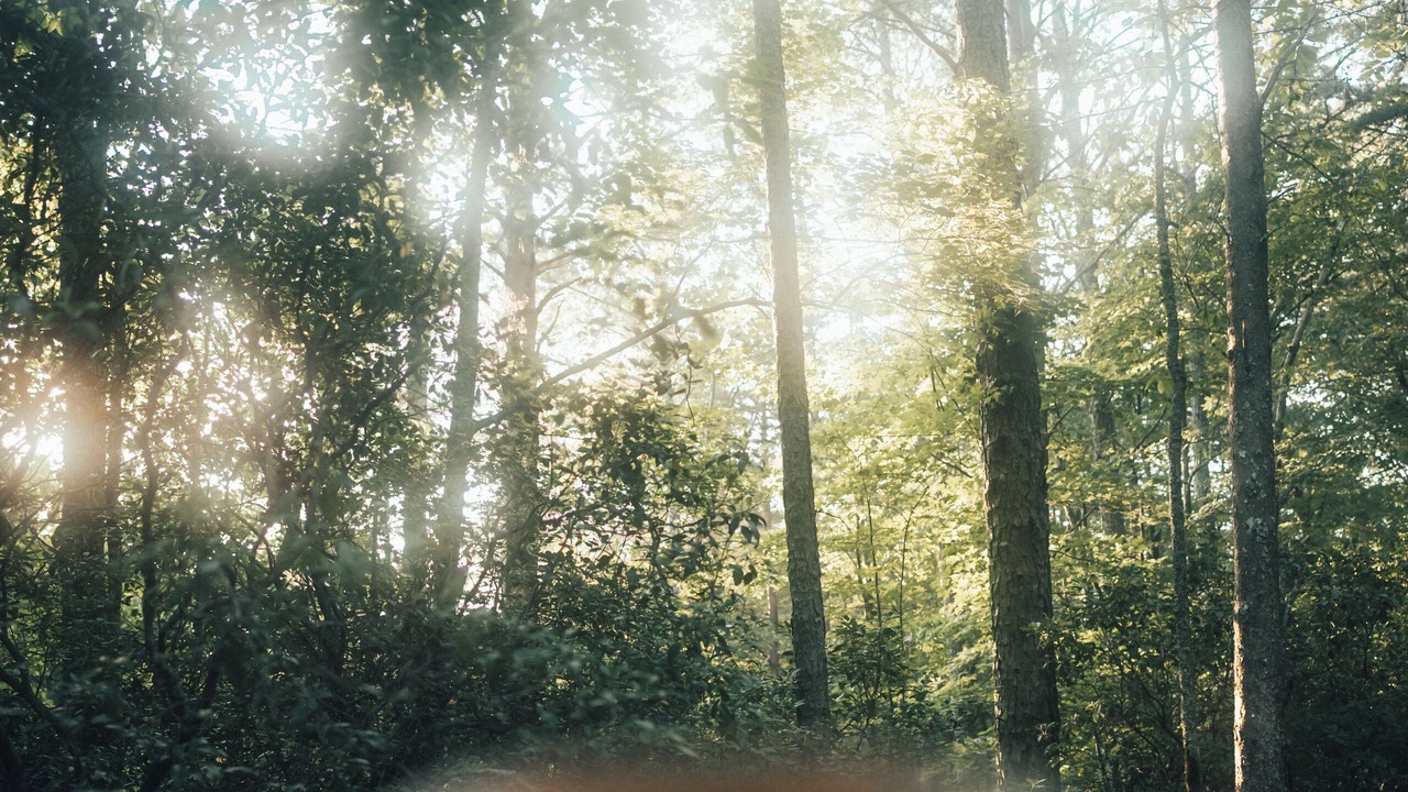 Photo of Others in Sautee Nacoochee