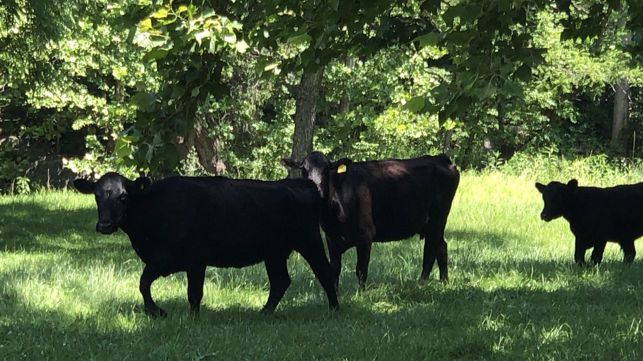 Photo of Others in Strasburg
