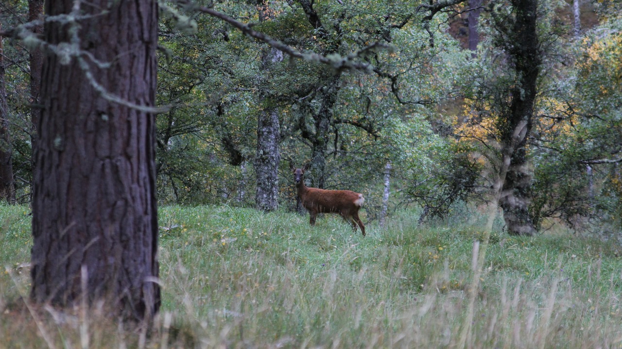 Photo of Others in Ballater