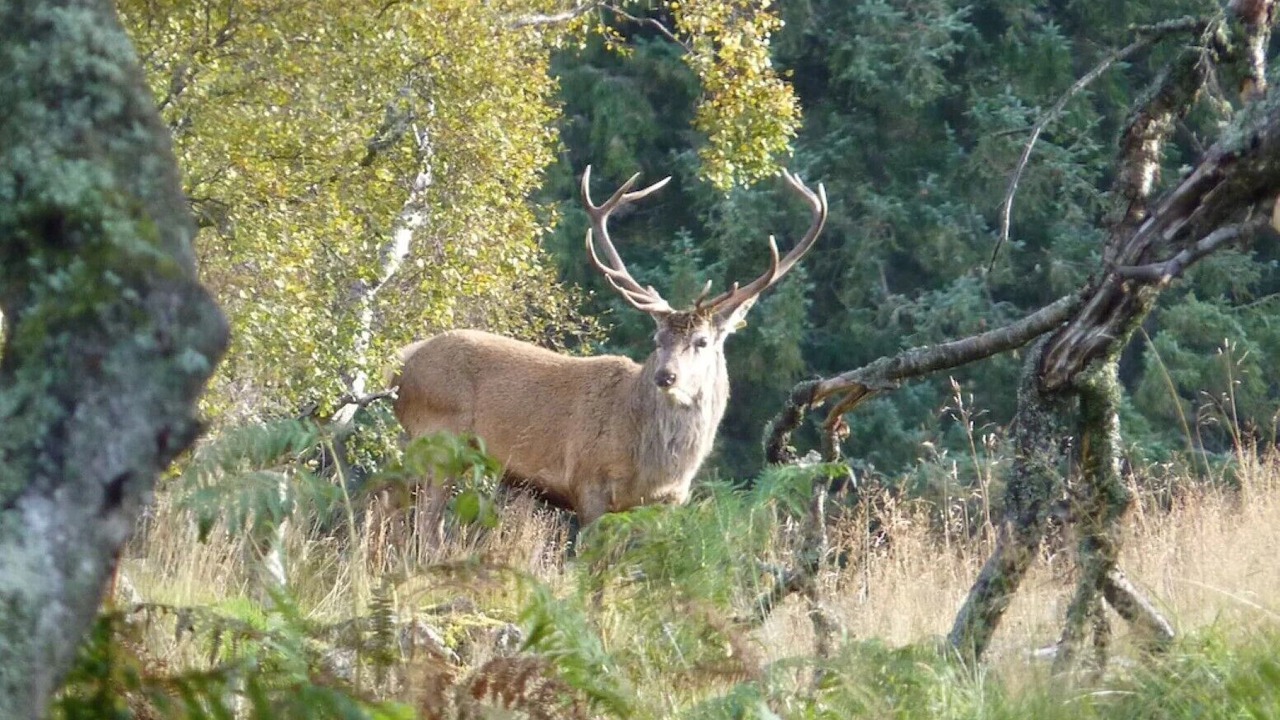 Photo of Outdoor in Ballater