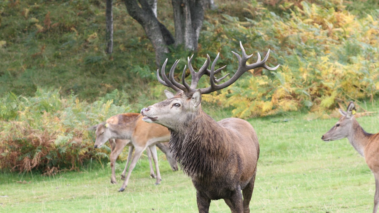 Photo of Others in Ballater