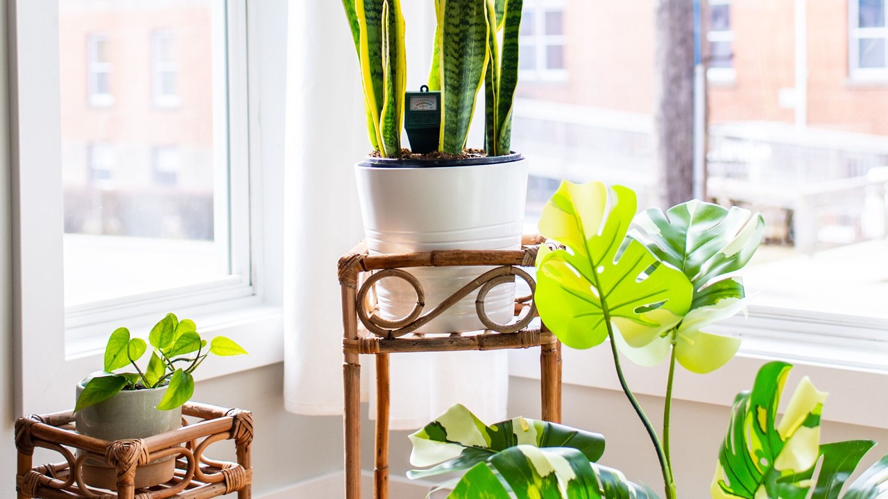 Photo of Others in Windsor