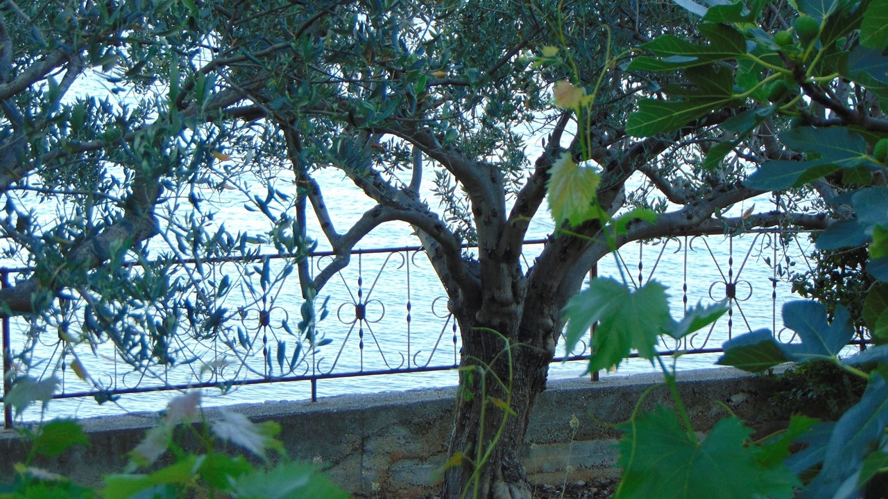 Photo of Outdoor in Seget Donji